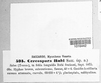 Mycosphaerella confusa image